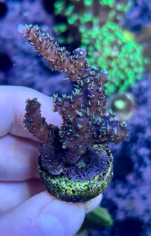 Korallenableger abzugeben Bild 5