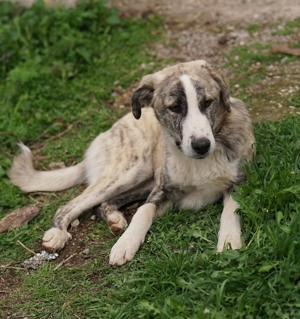 Xabi, geb. ca. 07 2023, lebt in GR, auf einem Gelände, auf dem die Hunde notdürftig versorgt werden Bild 8