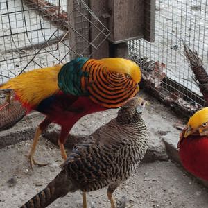 Roter Goldfasan ,Fasan , Ziergeflügel, Geflügel  Bild 1