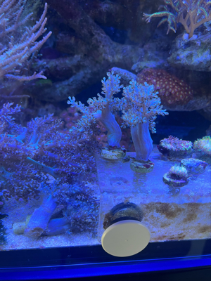 Korallen Ableger Zoanthus Montipora Bam Bam Mind Trick Bild 5