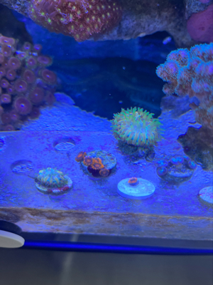 Korallen Ableger Zoanthus Montipora Bam Bam Mind Trick Bild 2
