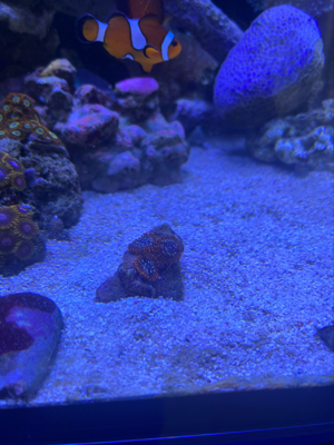 Korallen Ableger Zoanthus Montipora Bam Bam Mind Trick Bild 8