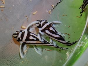 Hypancistrus zebra - L46 - Zebrawels - L-Wels - Aquarium Bild 2