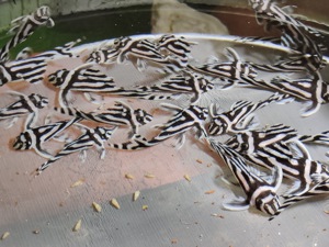 Hypancistrus zebra - L46 - Zebrawels - L-Wels - Aquarium Bild 4