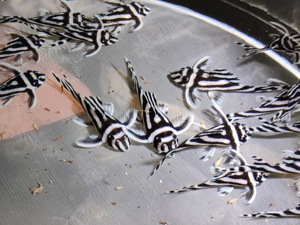 Hypancistrus zebra - L46 - Zebrawels - L-Wels - Aquarium Bild 3