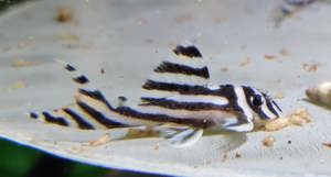 Hypancistrus zebra - L46 - Zebrawels - L-Wels - Aquarium Bild 1
