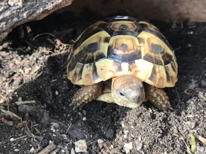 Griechische Landschildkröten THB - NZ 2025 - mit EU-Bescheinigung - nach Winterstarre abzugeben  