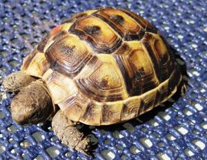 Landschildkröten aus Nachzucht abzugeben