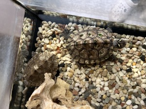 2 Wasserschildkröten Bild 3
