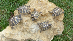 Landschildkröten, Nachzuchten 2023 Bild 1