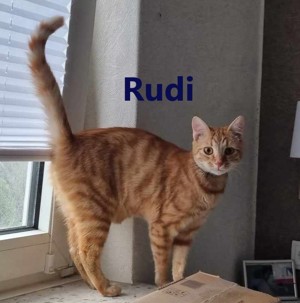 Kurt und Rudi auf der Suche nach Ihrer Familie Bild 3