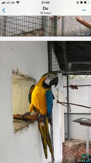 Papageien aus Zucht Bild 8