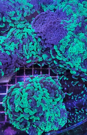 Meerwasser Korallen Ableger Bild 10