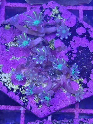 Meerwasser Korallen Ableger Bild 7