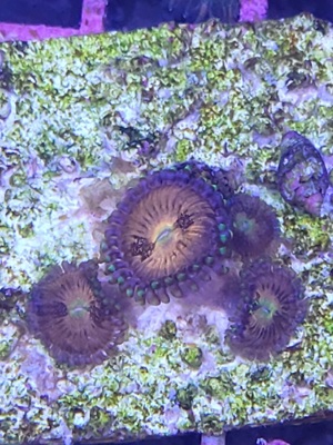 Meerwasser Korallen Ableger Bild 3