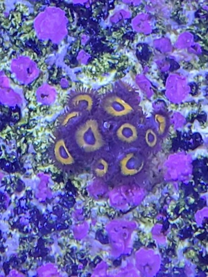 Meerwasser Korallen Ableger Bild 5