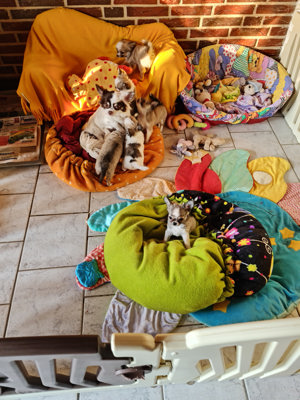 Chihuahuawelpen Rüde und 3 Hündinnen suchen ein liebevolles Zuhause zum schmusen und toben Bild 7