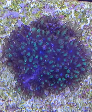 Meerwasser Korallen Ableger 