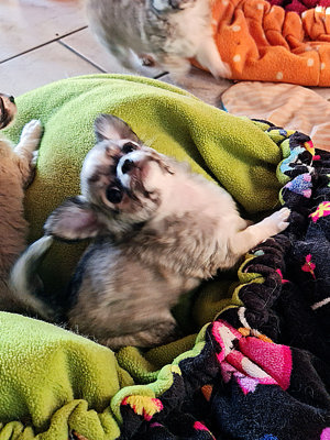 Chihuahuawelpen Rüde und 3 Hündinnen suchen ein liebevolles Zuhause zum schmusen und toben Bild 9