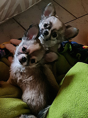 Chihuahuawelpen Rüde und 3 Hündinnen suchen ein liebevolles Zuhause zum schmusen und toben Bild 11
