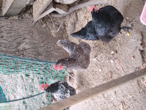 9 Hühner zu verkaufen  Bild 3