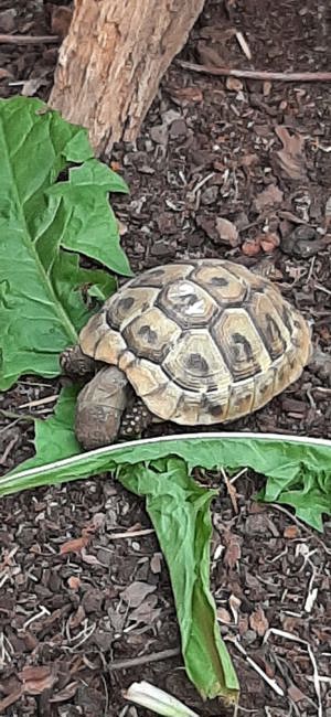 Griechische Landschildkröten 