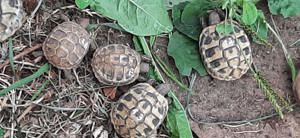 Griechische Landschildkröten  Bild 5