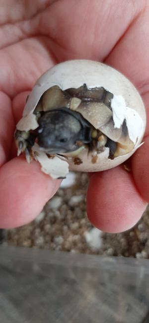 Griechische Landschildkröten  Bild 6