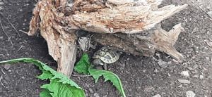 Griechische Landschildkröten  Bild 4
