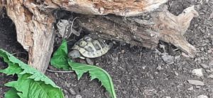 Griechische Landschildkröten  Bild 2