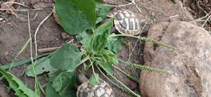 Griechische Landschildkröten  Bild 7