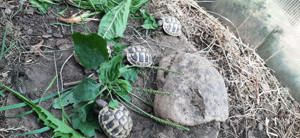 Griechische Landschildkröten  Bild 8