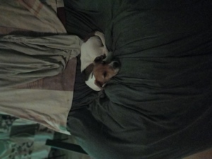Jack Russell Terrier Rüde Bild 3