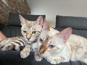 Bengal Katze 1 Jahr alt Bild 1