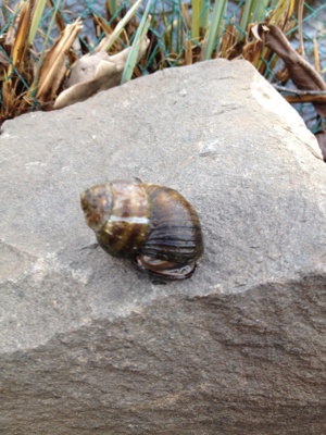 Rarität: Sumpfdeckelschnecken (Viviparus Viviparus)