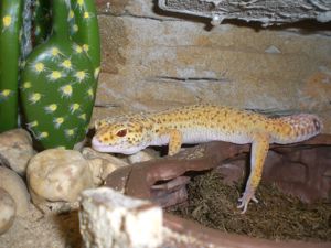 Leopard Gecko Männchen (dunkel) gesucht Bild 4