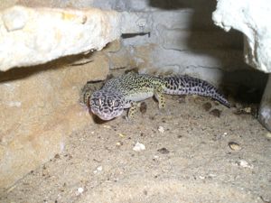 Leopard Gecko Männchen (dunkel) gesucht Bild 2