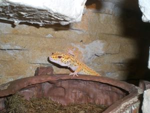 Leopard Gecko Männchen (dunkel) gesucht Bild 3