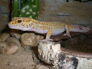 Leopard Gecko Männchen (dunkel) gesucht Bild 5