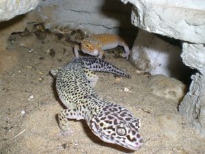 Leopard Gecko Männchen (dunkel) gesucht Bild 1