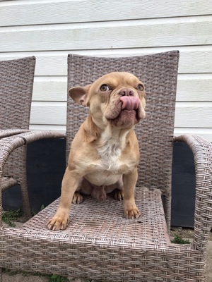 Französische Bulldogge männlich Red-Nose Isabella-Deckrüde 