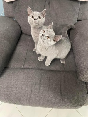 Zwei Reinrassige BKH- Kitten. Bild 3