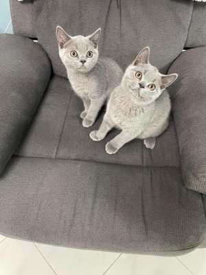 Zwei Reinrassige BKH- Kitten. Bild 2