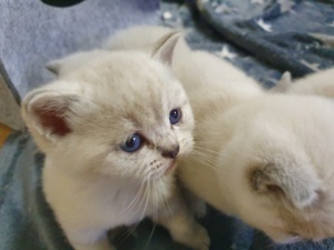 Bkh Reinrassig kitten blaue Augen  Bild 4