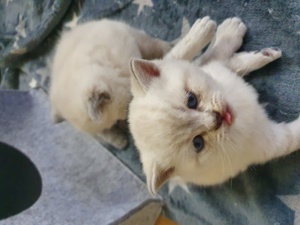 Bkh Reinrassig kitten blaue Augen  Bild 2