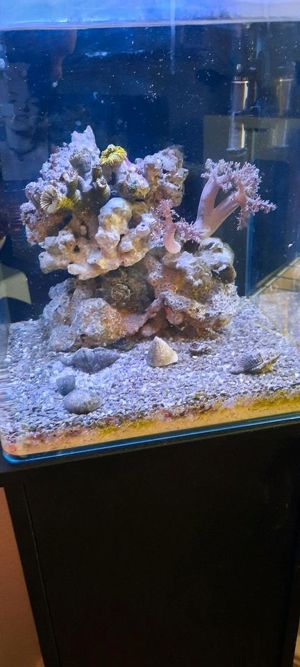 Salzwasser Aquarium Bild 2