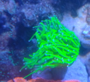 Diverse Korallen, Euphyllia, Hammerkorallen, Lederkorallen  Bild 1