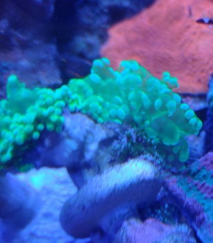 Diverse Korallen, Euphyllia, Hammerkorallen, Lederkorallen  Bild 3