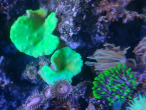 Diverse Korallen, Euphyllia, Hammerkorallen, Lederkorallen  Bild 4