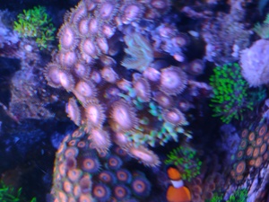 Diverse Korallen, Euphyllia, Hammerkorallen, Lederkorallen  Bild 8